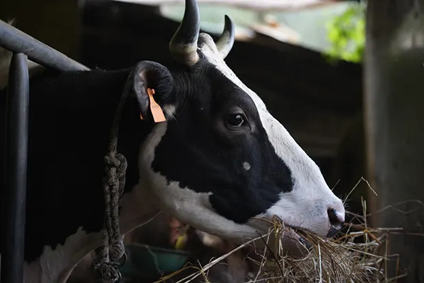 Carne fresca direttamente dalla nostra fattoria di Sorrento