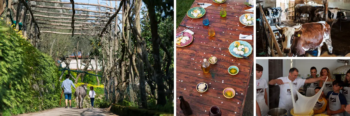 Tour della vera vita contadina di Sorrento Farm Life