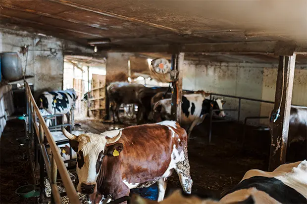Visita guidata della fattoria a Sorrento